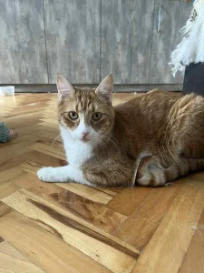 Tango