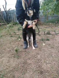 Mowgli