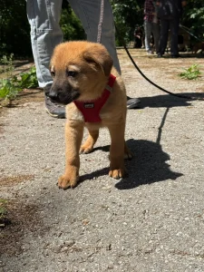 Bruno