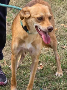 Zira