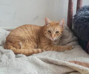 Simba