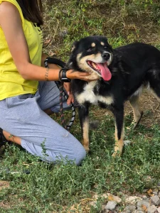 Lupina