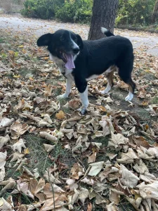 Rocky