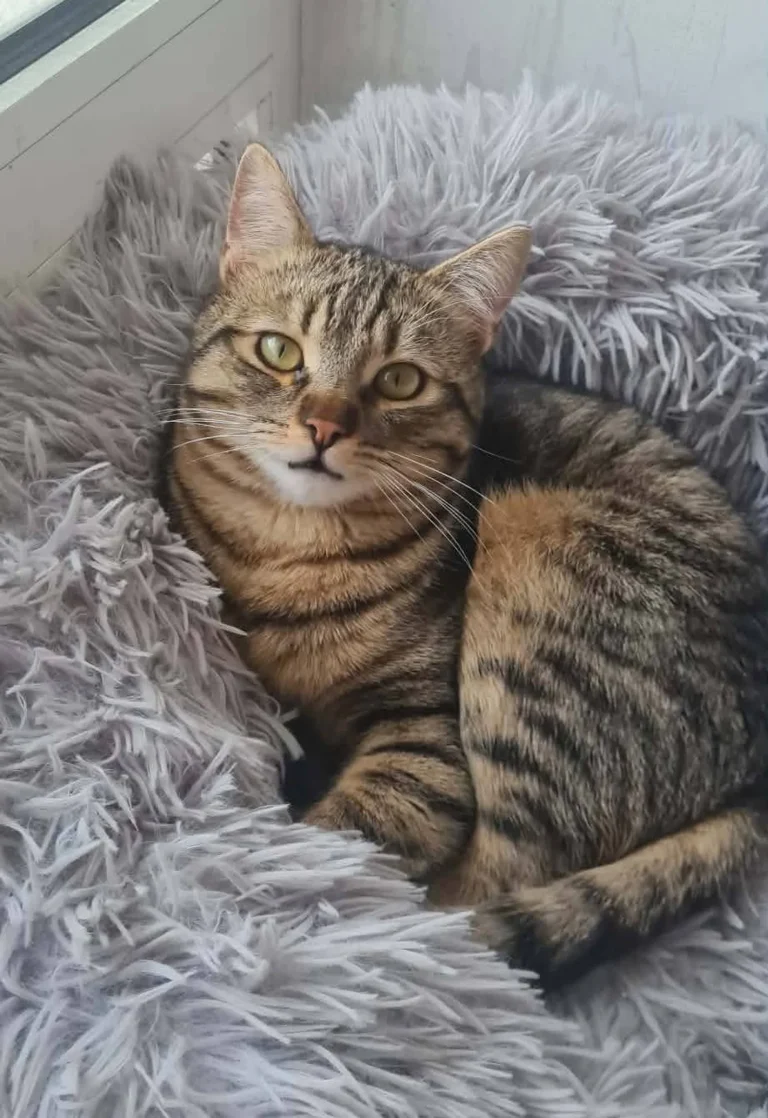 Tiko