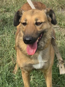 Kaya