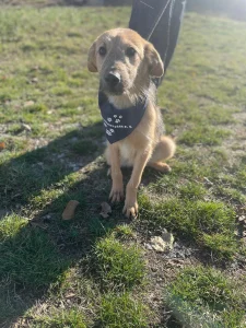 Dash