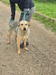 Dina