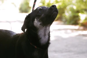Kovu
