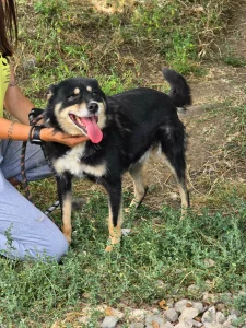 Lupina