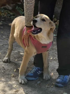 Cooper