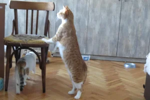 Tango