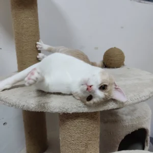 Hugo