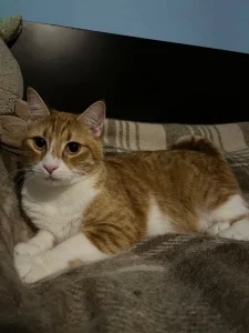 Tango