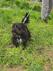 Chico