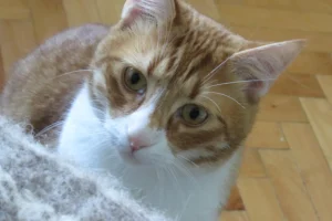 Tango