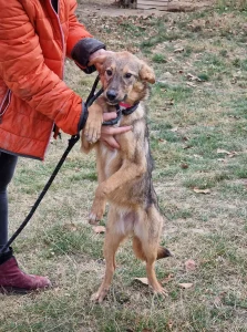 Ada