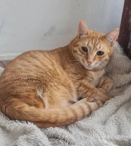 Simba