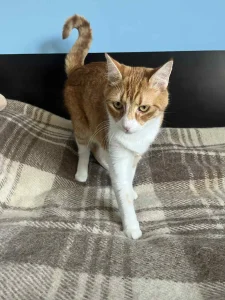 Tango