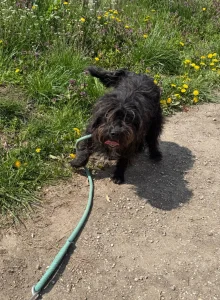 Chico