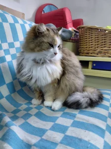 Jule
