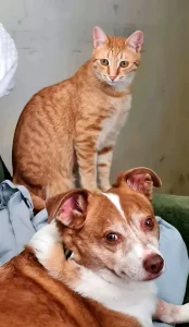 Simba