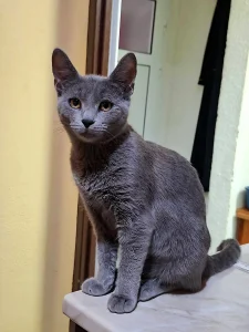 Masha