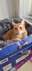 Simba