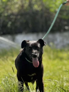 Onyx