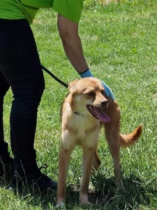 Zira