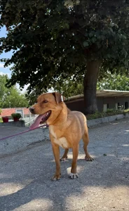 Tala