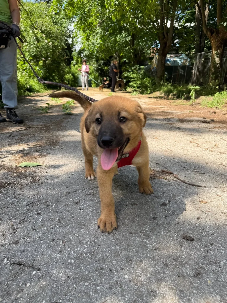 Bruno