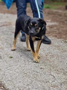 Kovu