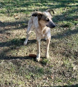 Mia