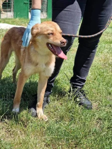 Zira