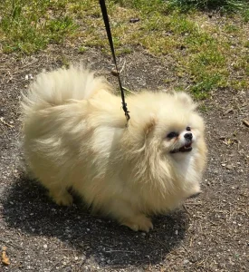 Vanilla