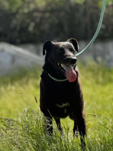 Onyx