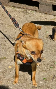 Pino