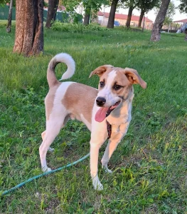 Leo