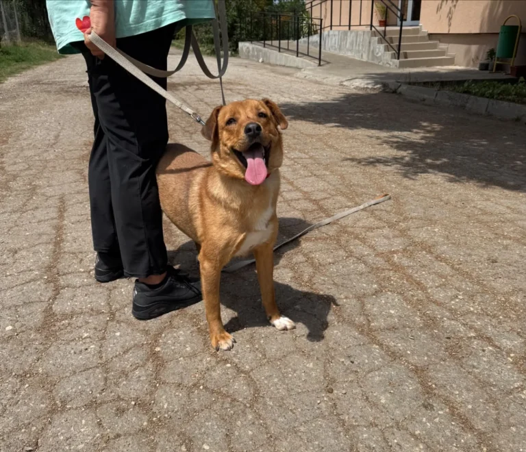 Tala