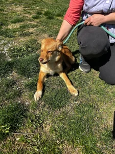 Zira