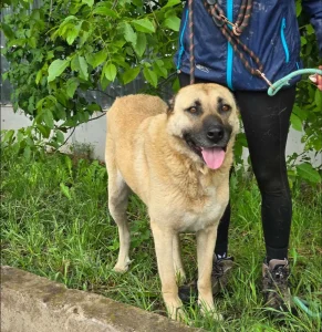 Shaya