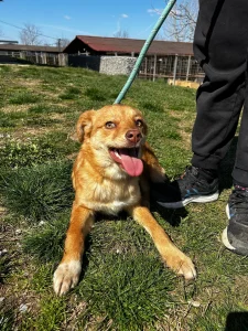 Zira