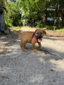 Bruno