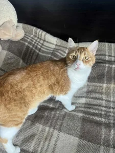 Tango