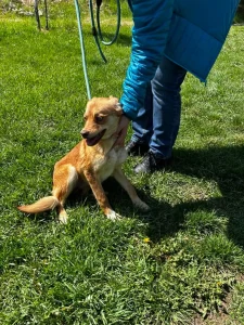 Zira
