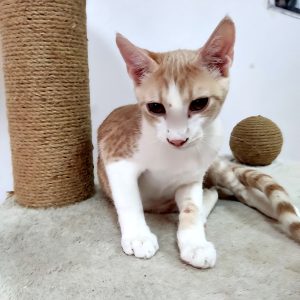 Hugo