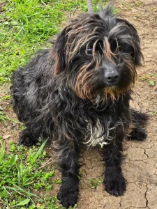 Chico