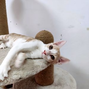Hugo
