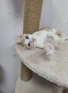 Hugo