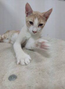 Hugo
